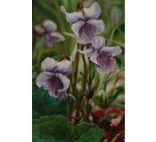 Tableau Flowers N° 24 - Antonina Levskaya