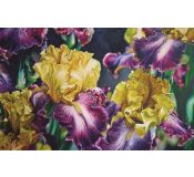 Tableau Flowers N° 26 - Antonina Levskaya - Boutique PixCarre.com