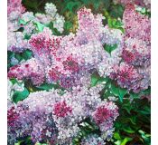 Tableau Flowers N° 29 - Antonina Levskaya - Boutique PixCarre.com