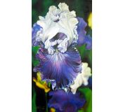 Tableau Flowers N° 40 - Antonina Levskaya