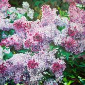 Tableau Flowers N° 29 - Antonina Levskaya - Boutique PixCarre.com