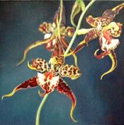 Tableau Flowers N° 9 - Antonina Levskaya